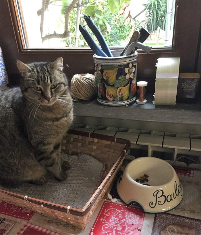 Cat dog bowl - Image 13